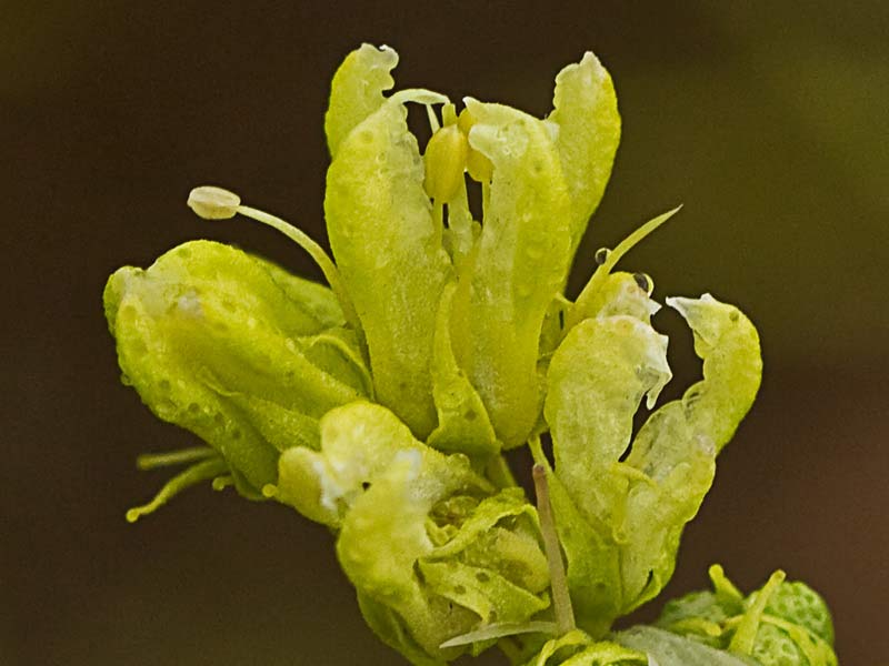 Ruda montesina (Ruta montana)
