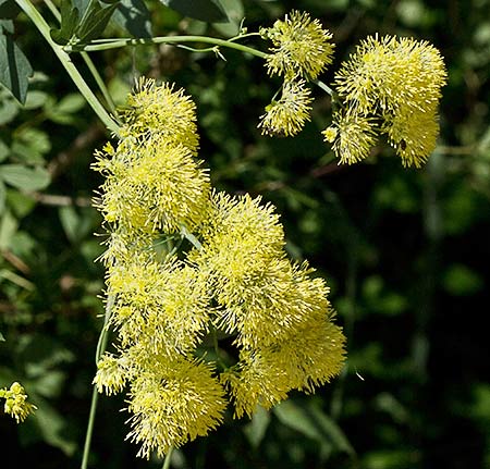 Rama de Ruda pratense amarilla (Thalictrum flavum)