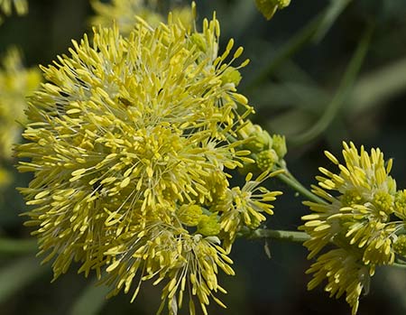 Panícula de Ruda pratense amarilla (Thalictrum flavum)