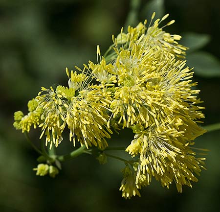 Panícula de Ruda pratense amarilla (Thalictrum flavum)