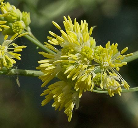 Inflorescencia de Ruda pratense amarilla (Thalictrum flavum)