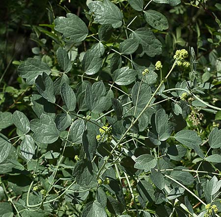 Hojas de la Ruda pratense amarilla