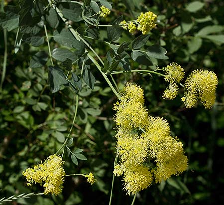Ruda pratense amarilla (Thalictrum flavum)