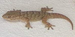 Salamanquesa