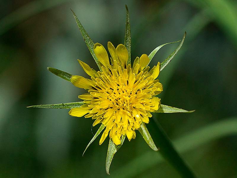 Salsifí amarillo (Tragopogon dubius)