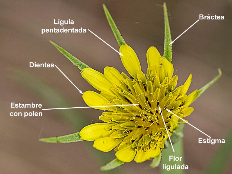 Salsifí amarillo (Tragopogon dubius)