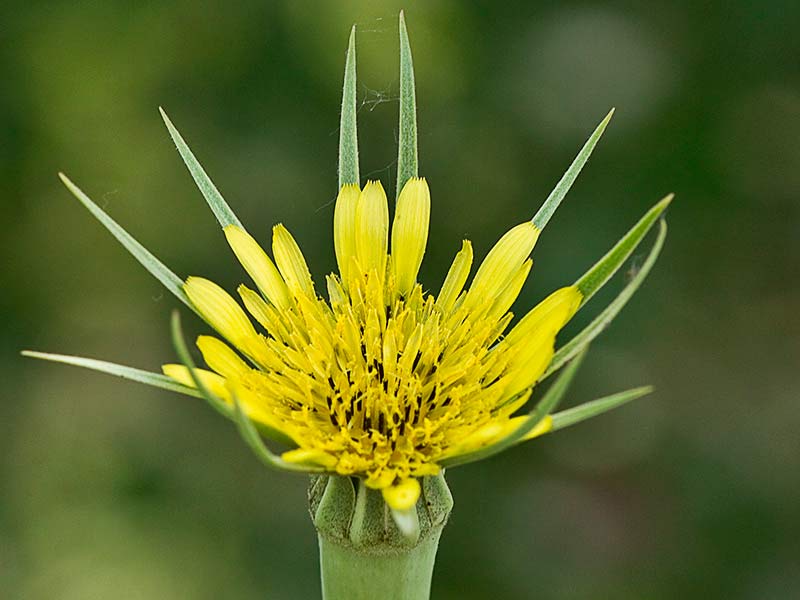 Salsifí amarillo (Tragopogon dubius)