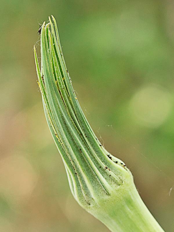 Salsifí amarillo (Tragopogon dubius)
