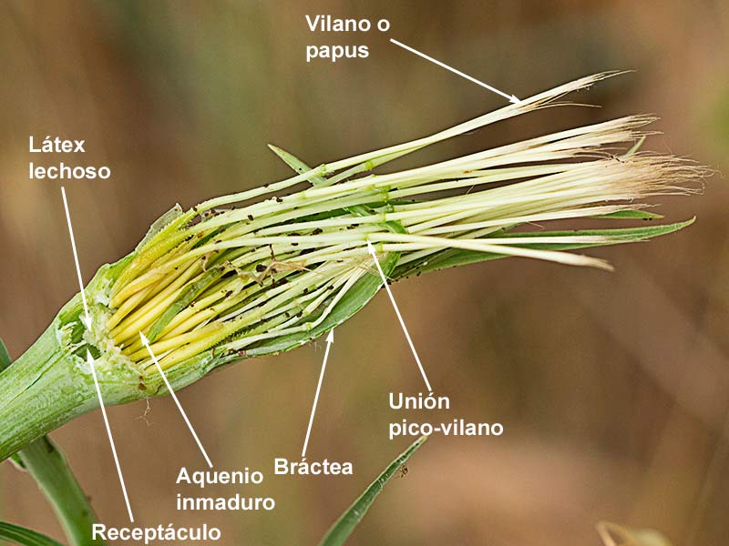 Salsifí amarillo (Tragopogon dubius)