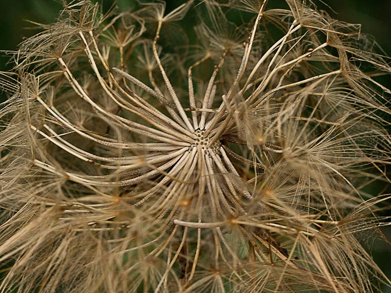 Salsifí amarillo (Tragopogon dubius)
