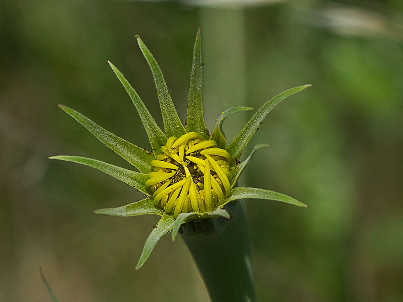 Capítulo semiabierto del Salsifí amarillo (Tragopogon dubius)