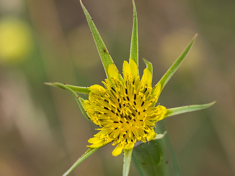 Capítulo del Salsifí amarillo (Tragopogon dubius)