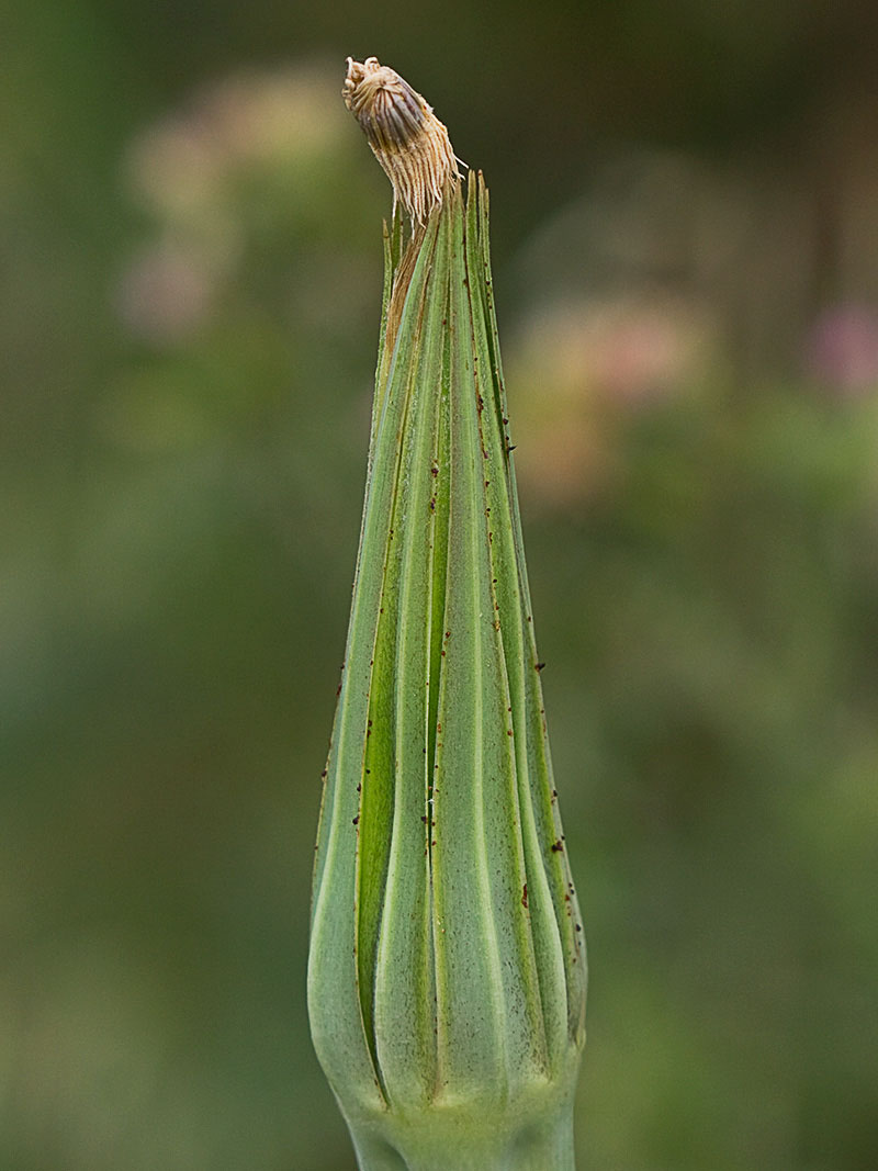 Capítulo cerrado del Salsifí amarillo (Tragopogon dubius)