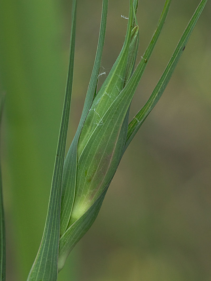 Salsifí amarillo (Tragopogon dubius)