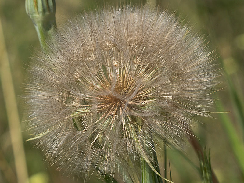 Vilano del Salsifí amarillo (Tragopogon dubius)
