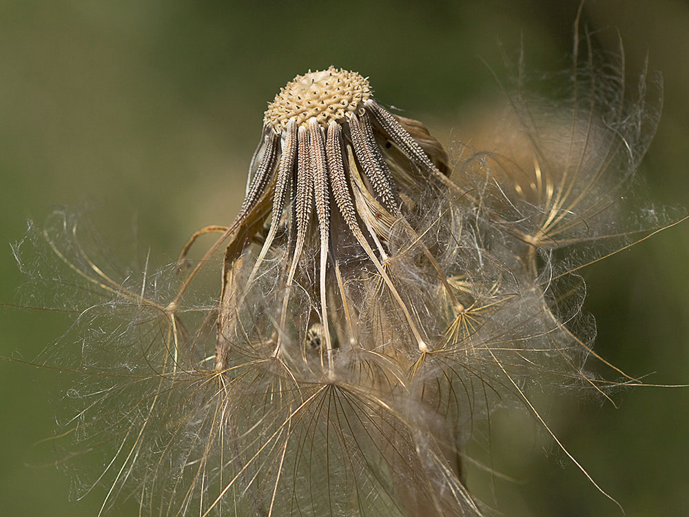 Salsifí amarillo (Tragopogon dubius)