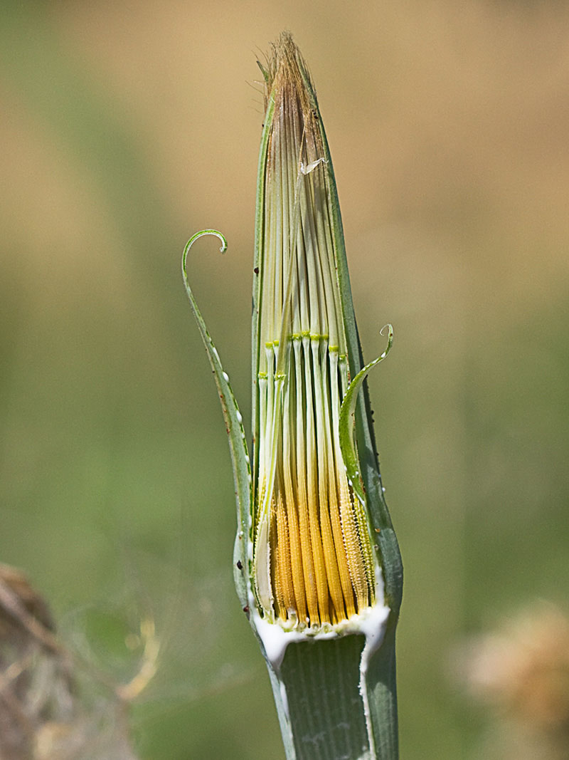 Sección del capítulo maduro del Salsifí amarillo (Tragopogon dubius)