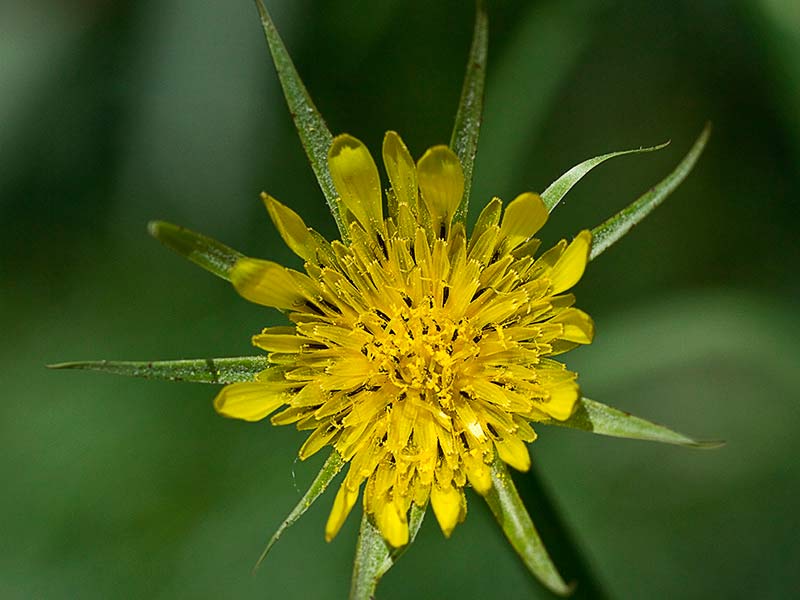 Salsifí amarillo (Tragopogon dubius)