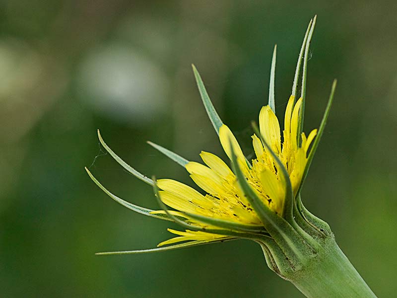 Salsifí amarillo (Tragopogon dubius)