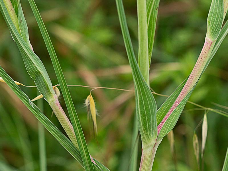 Salsifí amarillo (Tragopogon dubius)