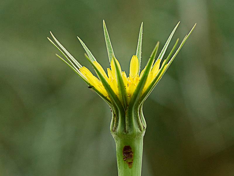 Salsifí amarillo (Tragopogon dubius)