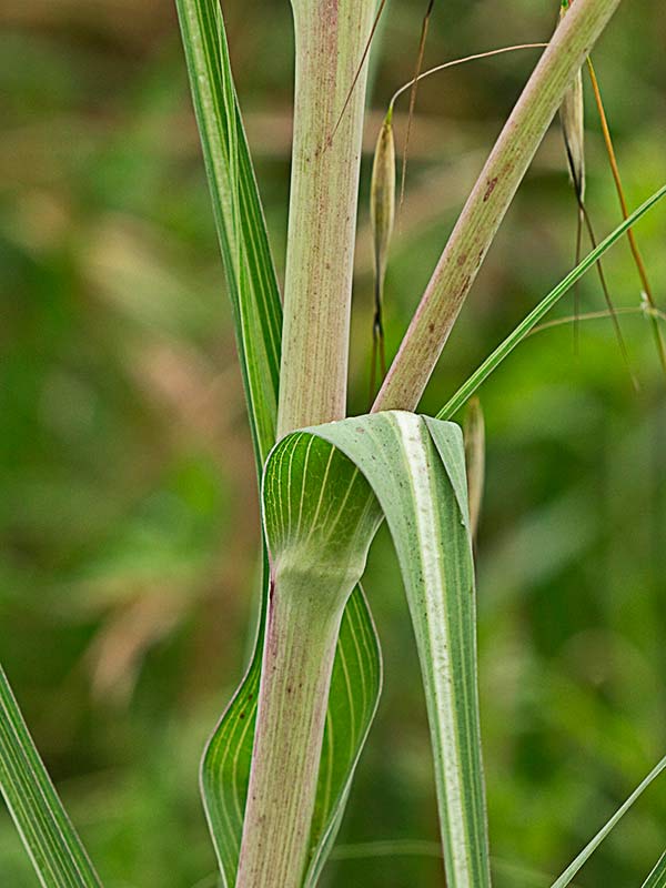 Salsifí amarillo (Tragopogon dubius)
