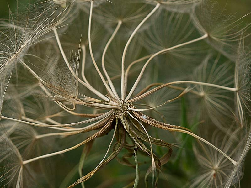 Vilano Salsifí amarillo (Tragopogon dubius)