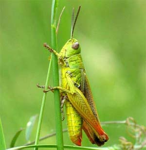 Saltamontes