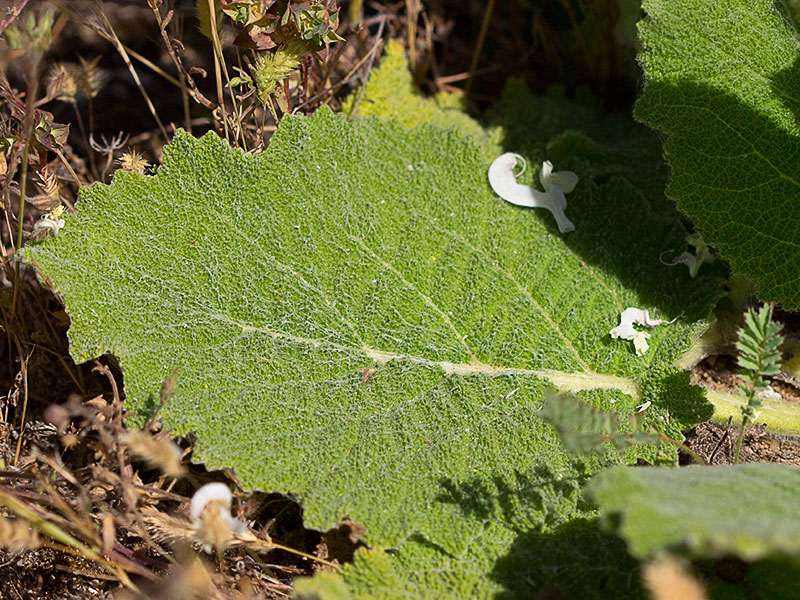 Hoja basal de Salvia blanca (Salvia argentea)