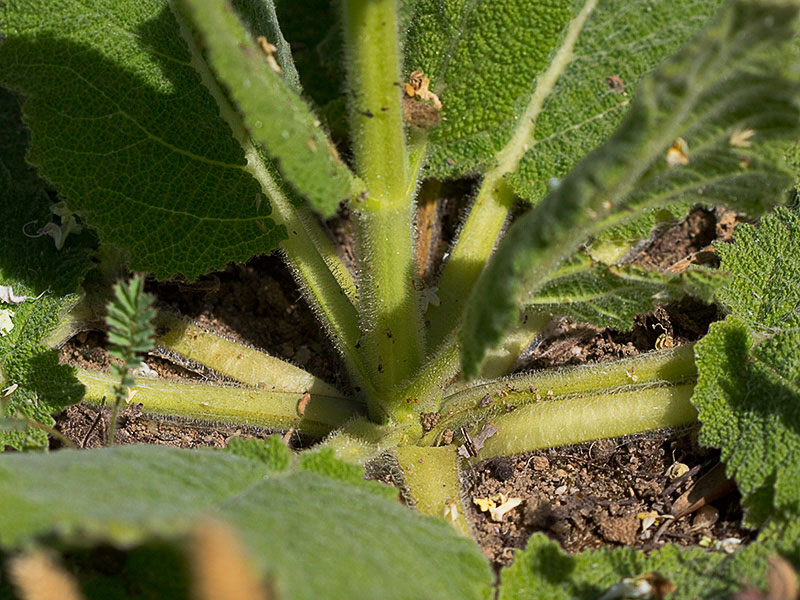 Base de Salvia blanca (Salvia argentea)