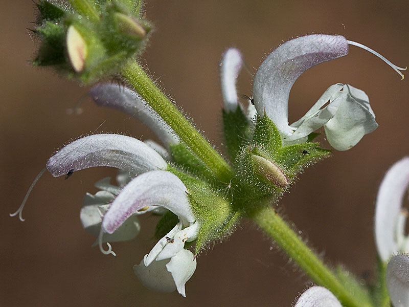 Inflorescencia de Salvia blanca (Salvia argentea)