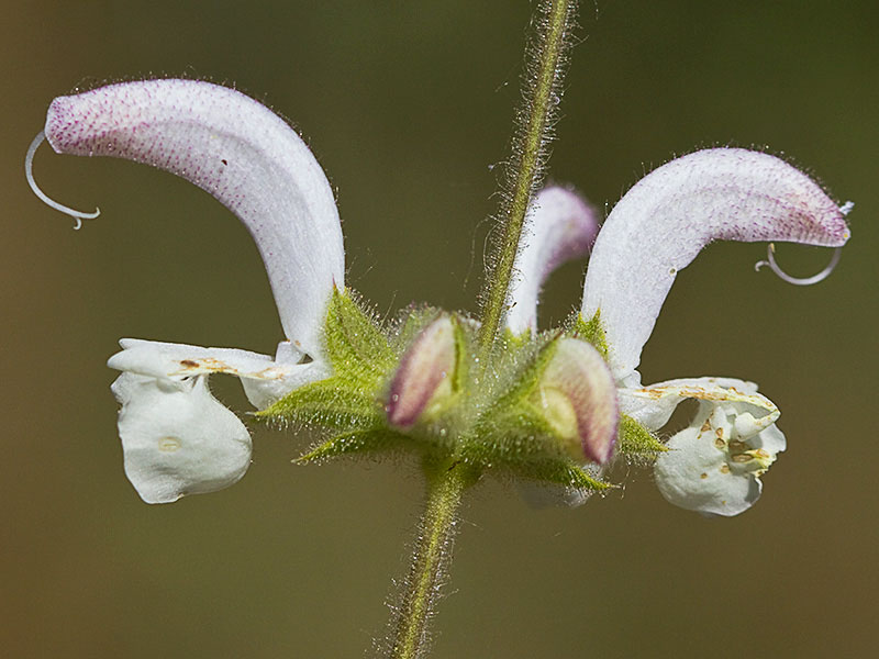 Inflorescencia de Salvia blanca (Salvia argentea)