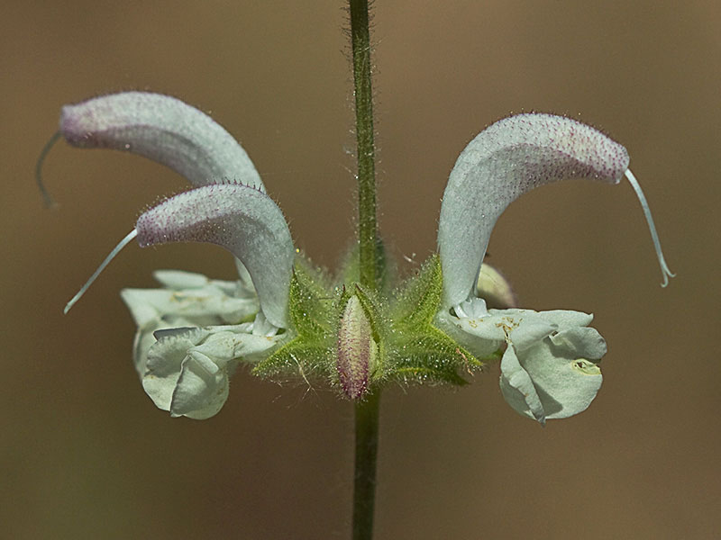 Inflorescencia de Salvia blanca (Salvia argentea)