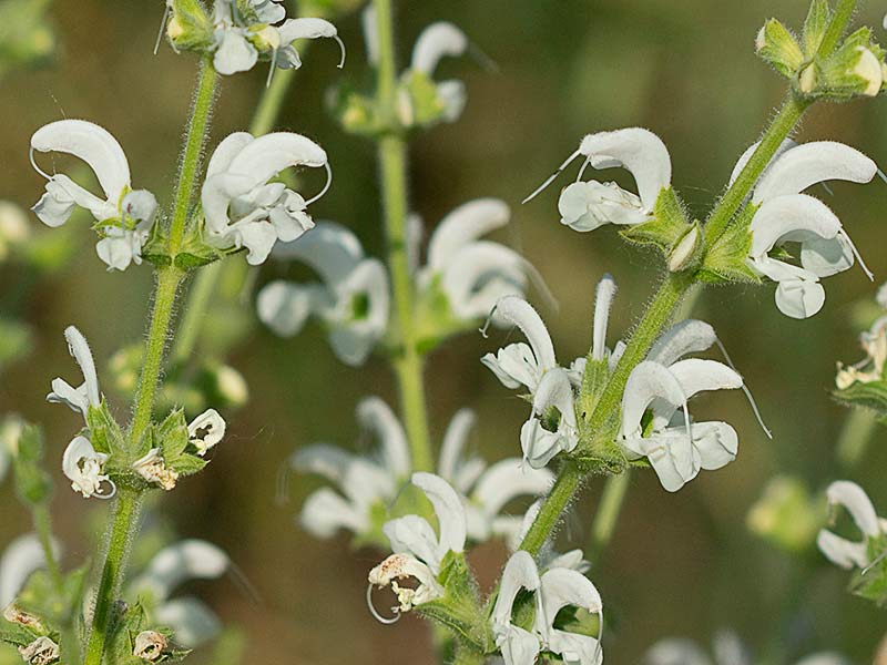 Dos tallos de Salvia blanca (Salvia argentea)