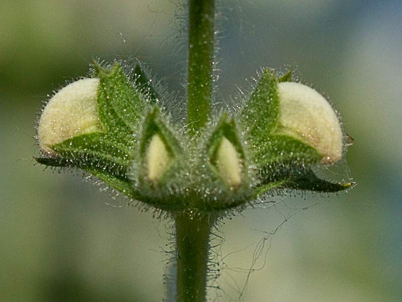 Inflorescencia de Salvia blanca (Salvia argentea)