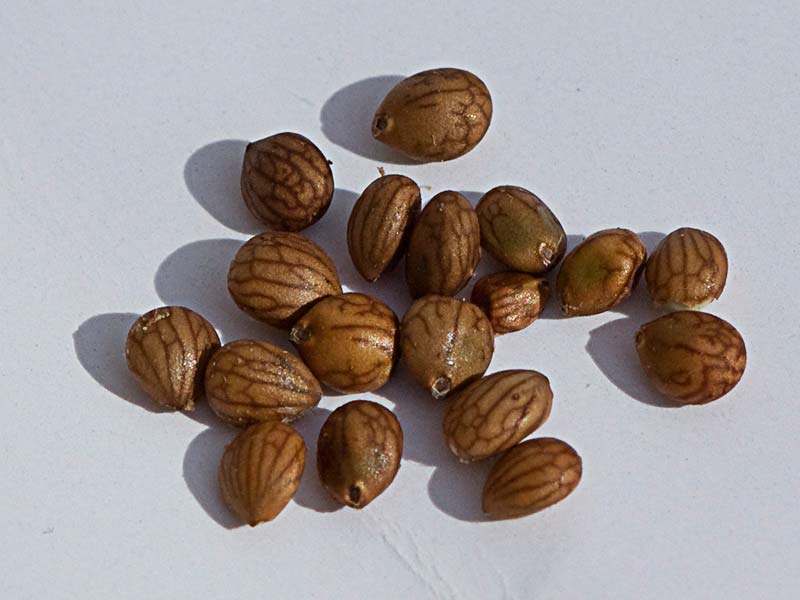 Núculas de Salvia blanca (Salvia argentea)