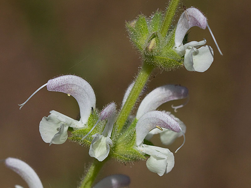 Inflorescencia de Salvia blanca (Salvia argentea)