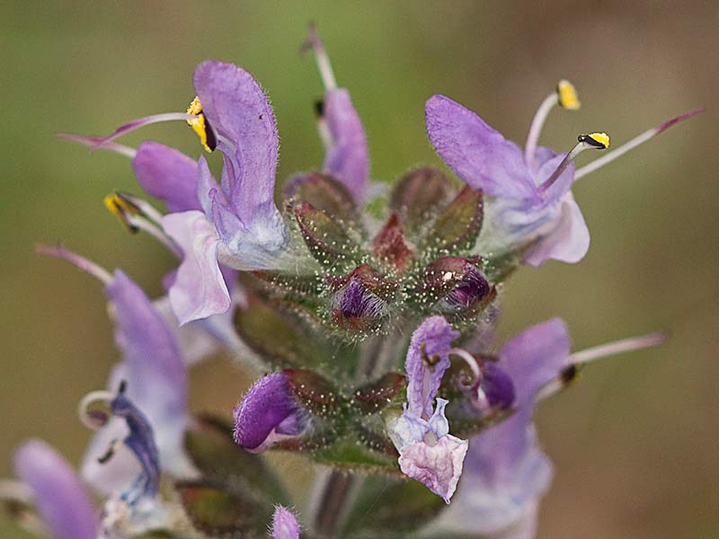 Salvia de pradera