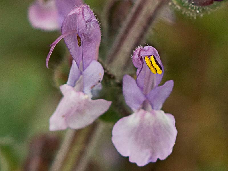Salvia de pradera