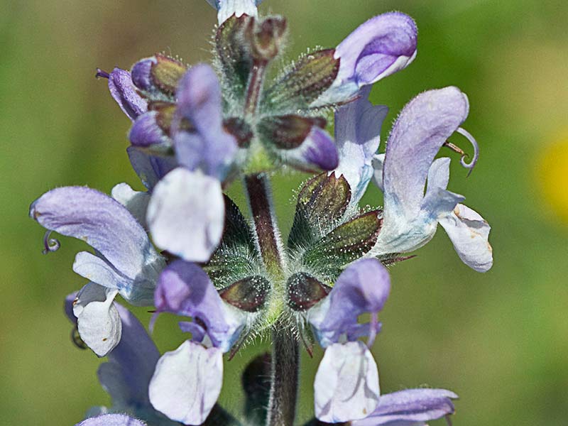 Salvia de pradera