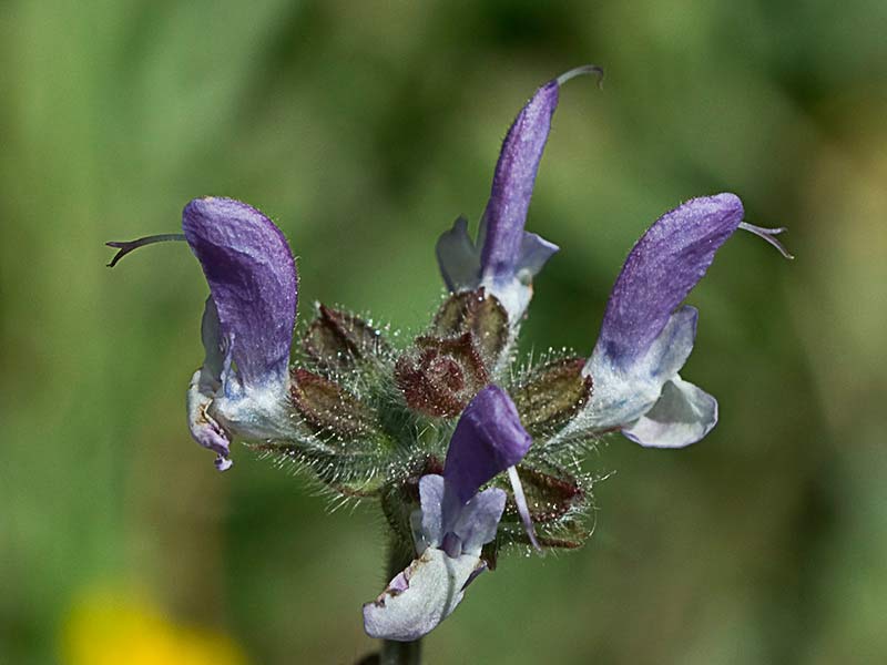 Salvia de pradera