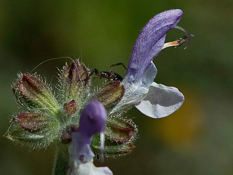 Salvia de pradera, Salvia pratensis