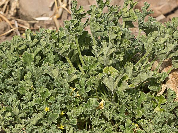 Mata de la sandía amarga (Cucumis myriocarpus)