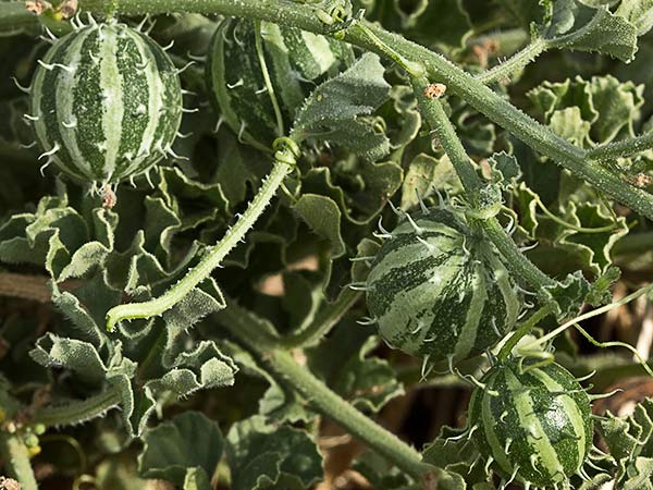 Frutos de la sandía amarga (Cucumis myriocarpus)