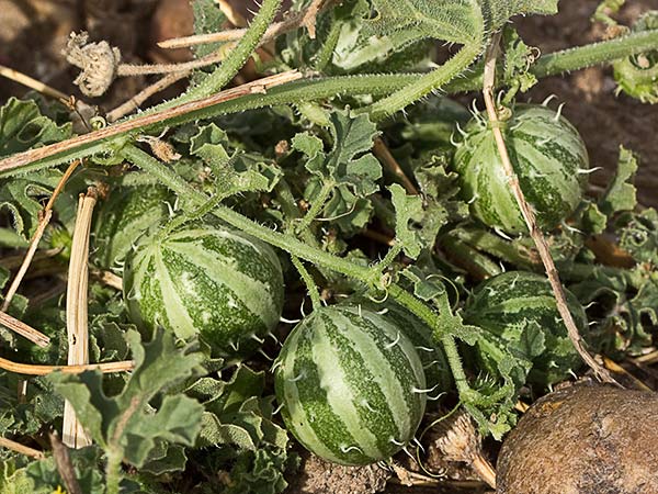 Frutos de la sandía amarga (Cucumis myriocarpus)