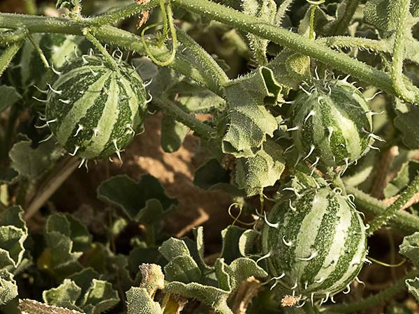 Frutos de la sandía amarga (Cucumis myriocarpus)