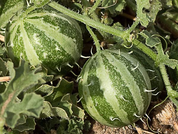 Frutos de la sandía amarga (Cucumis myriocarpus)
