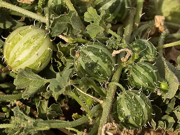 Frutos de la sandía amarga (Cucumis myriocarpus)