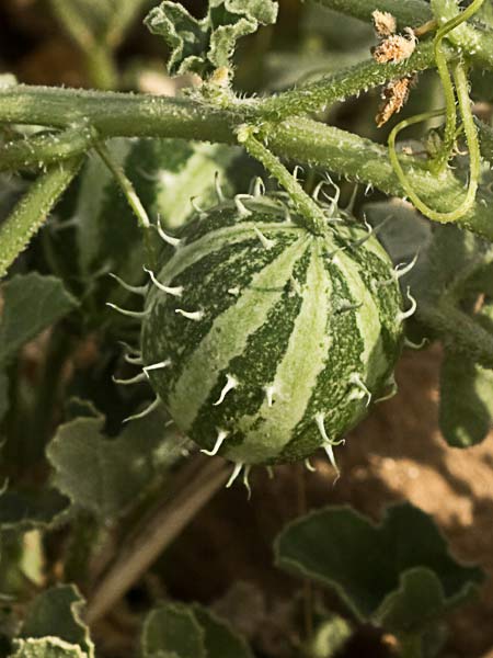 Frutos de la sandía amarga (Cucumis myriocarpus)
