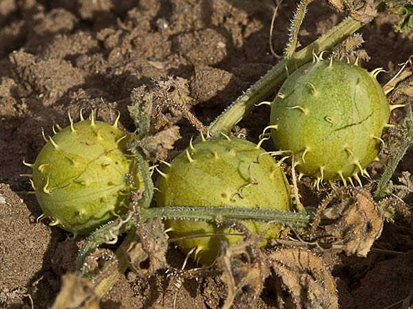 Frutos de la sandía amarga (Cucumis myriocarpus)